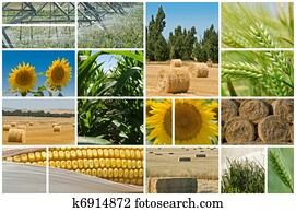 Agriculture. Agriculture.