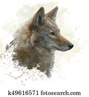 Coyote watercolor Coyote watercolor