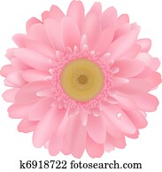 Pink Gerbera