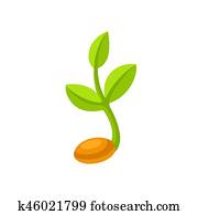 Sprouting seed illustration Sprouting seed illustration