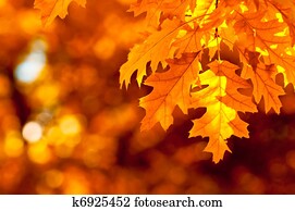 autumn leaves, very shallow focus autumn leaves, very shallow focus