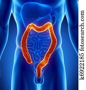 Colon anatomy Colon anatomy