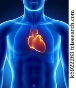 emberi szív, noha, mellkas