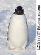 Gentoo penguins who stands in the snow winter day