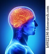 Human brain with visible skull lateral view Human brain with visible skull lateral view