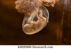 human embryo human embryo