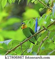 Long-tailed Broadbill