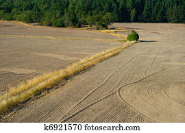 Plowed field