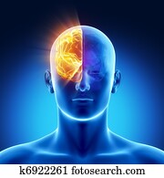 חלק, מוח, -, זכות, חצי כדור/הארץ