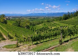 Friaul vineyards Friaul vineyards