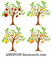 Fruit Tree Fruit Tree