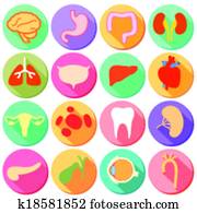 Internal organ and Body Parts Internal organ and Body Parts