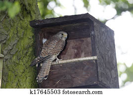 Kestrel, Falco tinnunculus,