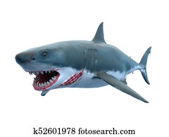 Shark Shark