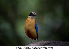 Blue-winged Pitta(Moluccan Pitta) on stone in park of Thailand.