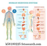 מערכת עצבים אנושית, רפואי, וקטור, דוגמה, תרשים, עם, פאראסימפאטאטיך, ו, סימפתטי, עצבים, ו, כל, קשר, פנימי, organs.
