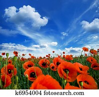 poppies blooming poppies blooming