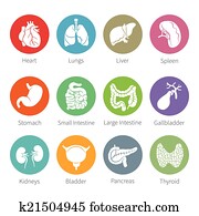 Vector icon set of human internal organs in flat style Vector icon set of human internal organs in flat style
