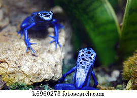 Blue Poison Dart Frogs