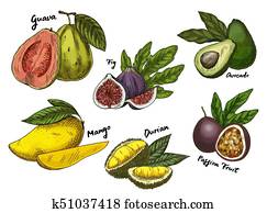 Fig and guava, avocado and mango, maracuya sketches Fig and guava, avocado and mango, maracuya sketches