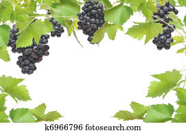 Fresh grapevine frame with black grapes, isolated on white background Fresh grapevine frame with black grapes, isolated on white background
