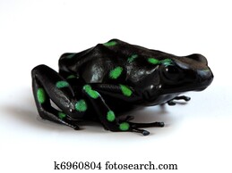 Green and Black Poison Dart Frog