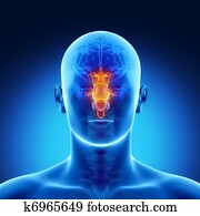 STEM in male brain part anatomy