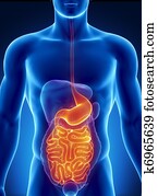 אנטומיה, של, מערכת עכולית אנושית