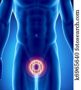 כאב, ב, ארוגאניטאל, אברים