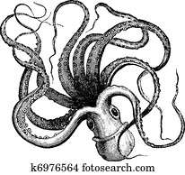 Common octopus (Octopus vulgaris), vintage engraving. Common octopus (Octopus vulgaris), vintage engraving.