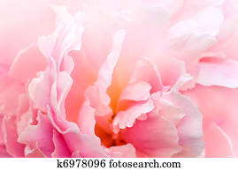 Peony background
