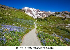Trail to Mount Rainier