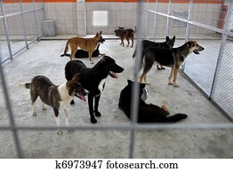 ללא בית, כלבים, סוכך