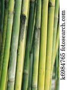Bamboo