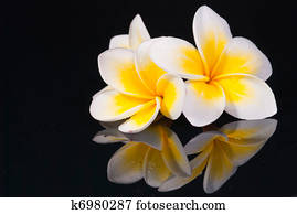 Leelawadee flower and its reflecio Leelawadee flower and its reflecio