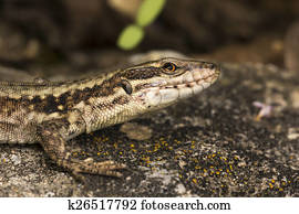 Podarcis muralis, Common wall lizard