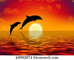 swimming dolphins swimming dolphins