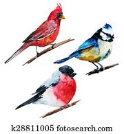 Watercolor birds Watercolor birds