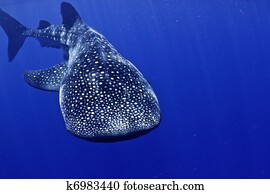 Whale shark Honduras Whale shark Honduras