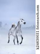 White horse runs on windy winter White horse runs on windy winter