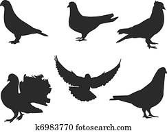 יונה, צללית