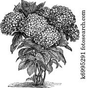 Bigleaf Hydrangea or Hydrangea macrophylla vintage engraving Bigleaf Hydrangea or Hydrangea macrophylla vintage engraving