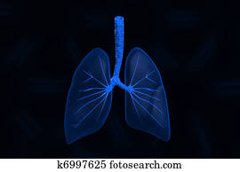 Human lungs Human lungs