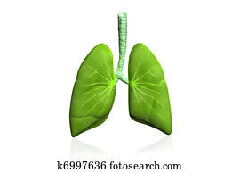 Human lungs Human lungs