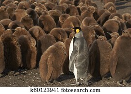 King Penguin with chicks