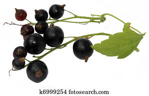 red berries red berries