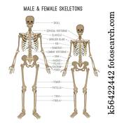 Skeleton differences image