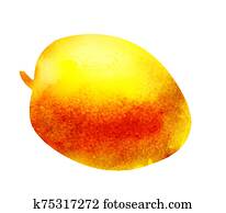 Watercolor mango on white Watercolor mango on white