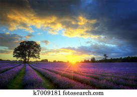 Beautiful image of stunning sunset with atmospheric clouds and sky over vibrant ripe lavender fields in English countryside landscape