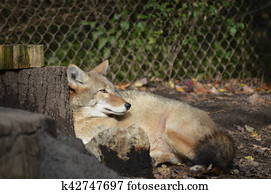 Coyote Coyote